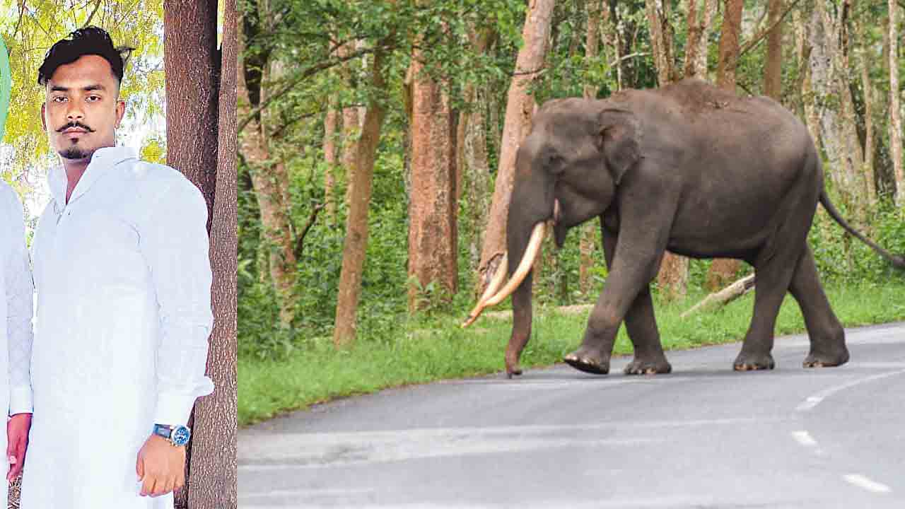 ఏనుగు దాడిలో యానిమల్‌ కీపర్‌ మృతి