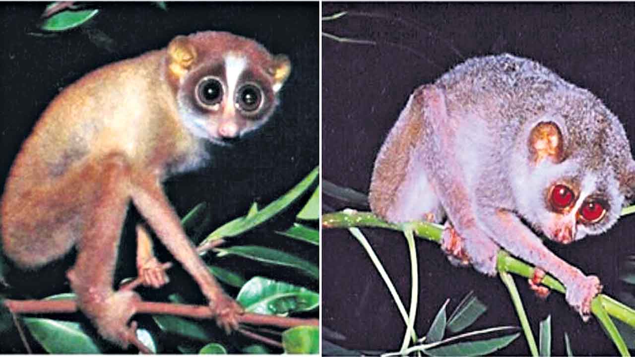 మలబార్‌, మైసూర్‌లో దేవాంగ పిల్లి