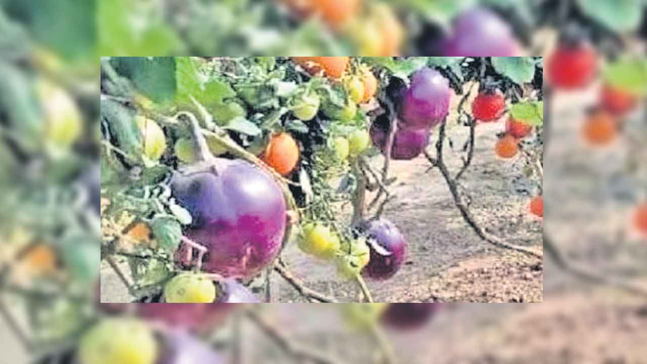 ఒకే మొక్కకు మూడు రకాల కూరగాయలు