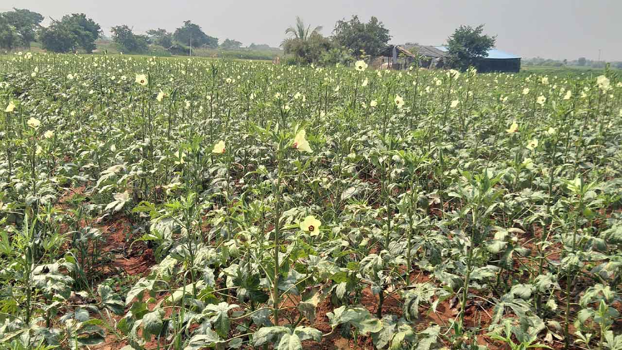 విస్తరిస్తున్న ‘ఆరుతడి’ సాగు