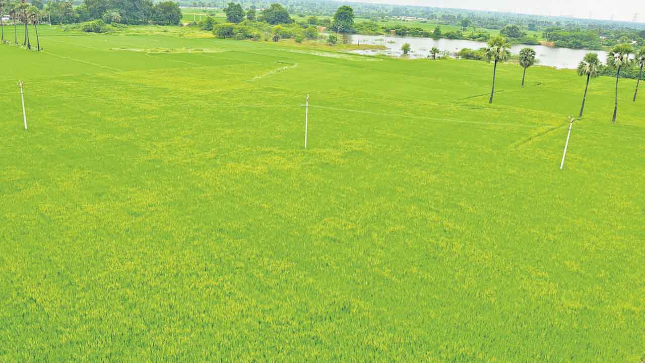 Telangana | తెలంగాణలో పండుగలా వ్యవసాయం.. సత్ఫలితాలనిచ్చిన రైతు సంక్షేమ పథకాలు