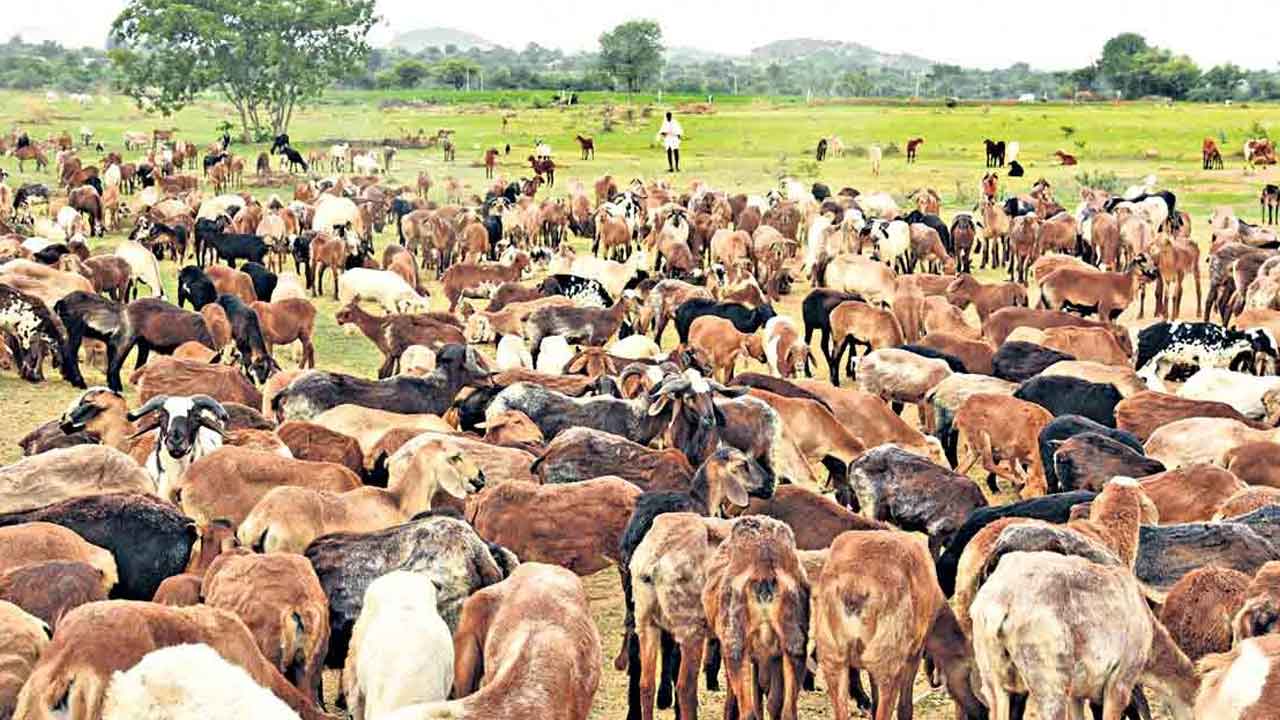 గొల్లకురుమలకు జవజీవాలు