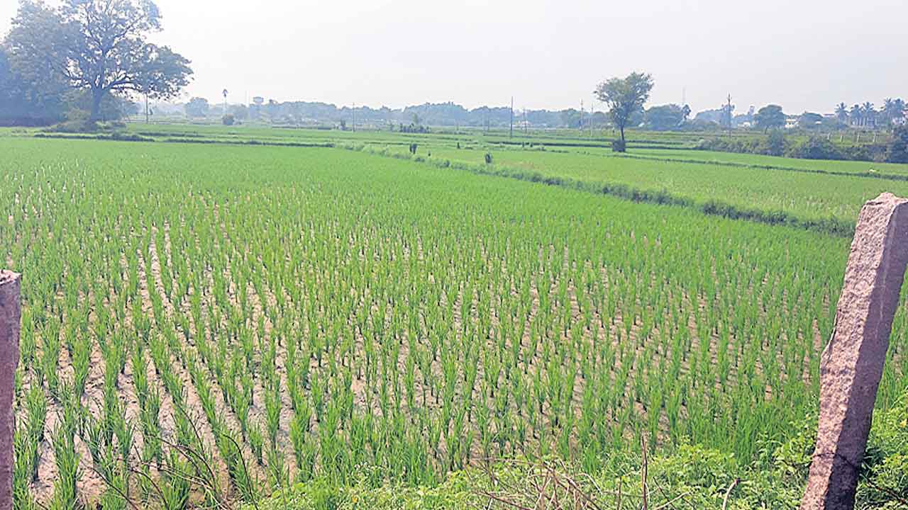 రైతన్నకు పెట్టుబడి చేయూత