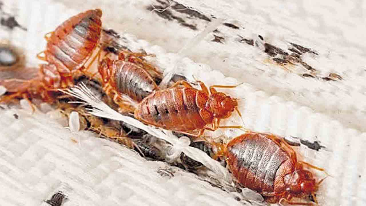 Bed bugs | లండన్‌, పారిస్‌ను హడలెత్తిస్తున్న నల్లులు.. పరుపులను వీధుల్లో పారేస్తున్న జనం