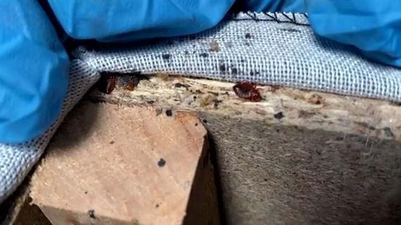 Bedbugs | ఫ్రాన్స్‌లో నల్లులతో నరకం..! ఒలింపిక్స్‌లో క్రీడాకారుల ఆరోగ్య భద్రతపై ఆందోళనలు..!