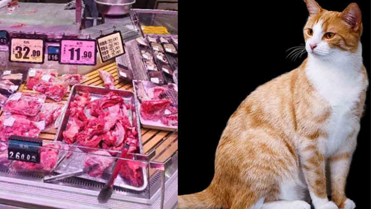 Cat meat | మరో దారుణం వెలుగులోకి.. మేక, పంది మాంసం పేరుతో పిల్లి మాంసం అమ్మకాలు..!