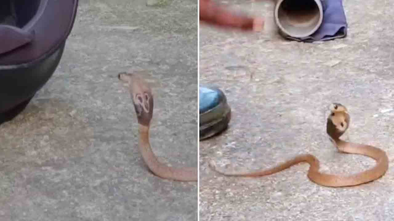 Cobra | హెల్మెట్‌లో దూరిన పాము పిల్ల.. ఎలా బయటకు తీశారో చూడండి.. VIDEO