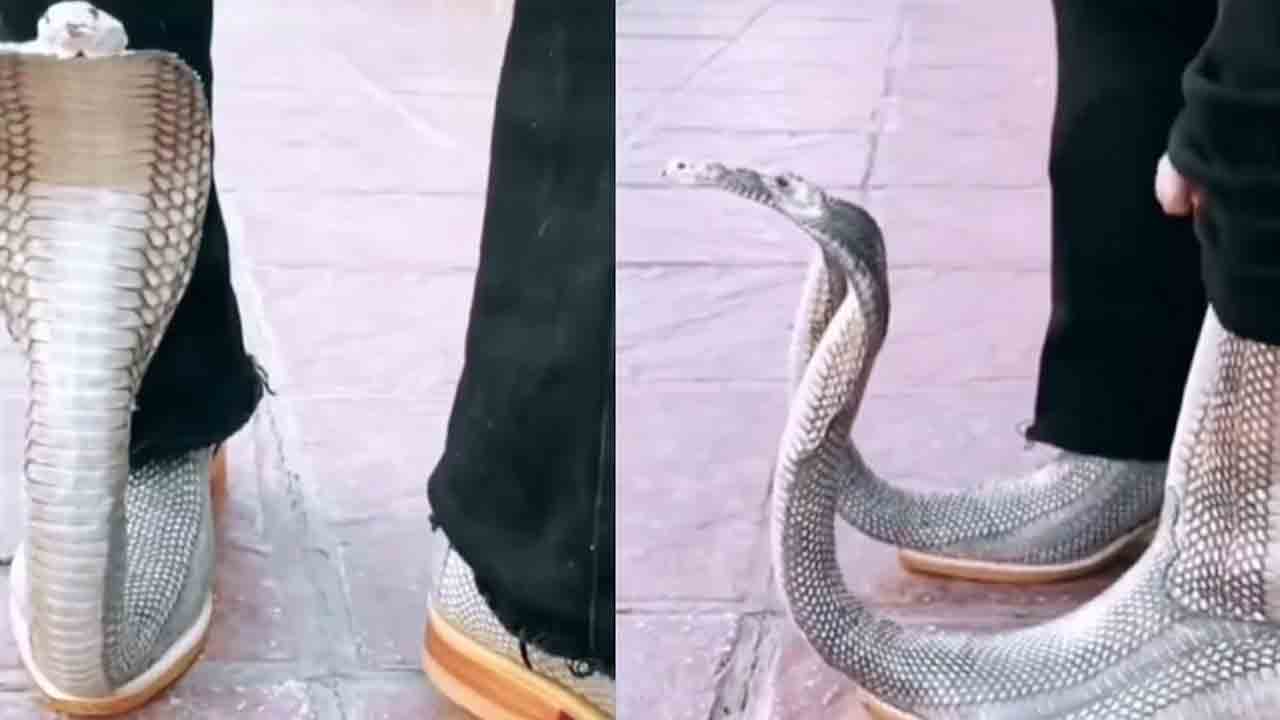 Viral Video | పాములు కాదు.. కోబ్రాను పోలిన షూ