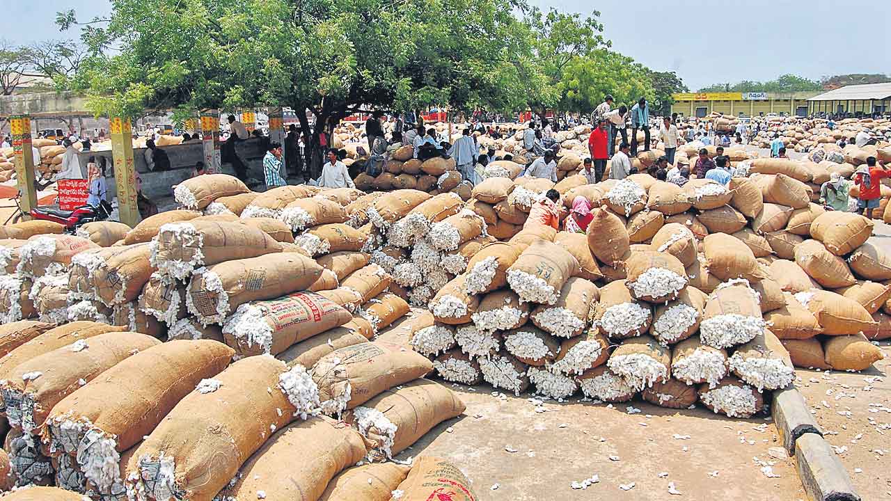 Cotton Procurement | రాష్ట్రంలో వచ్చే వారం నుంచి పత్తి కొనుగోళ్లు.. 350 సీసీఐ కేంద్రాలు ఏర్పాటుచేయనున్న మార్కెటింగ్‌ శాఖ