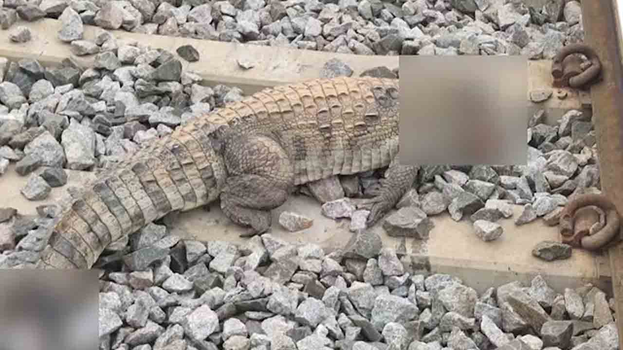 Crocodile | నది నుంచి దారితప్పి రైలు పట్టాల పైకి మొసలి.. రైలు కింద పడి మృతి