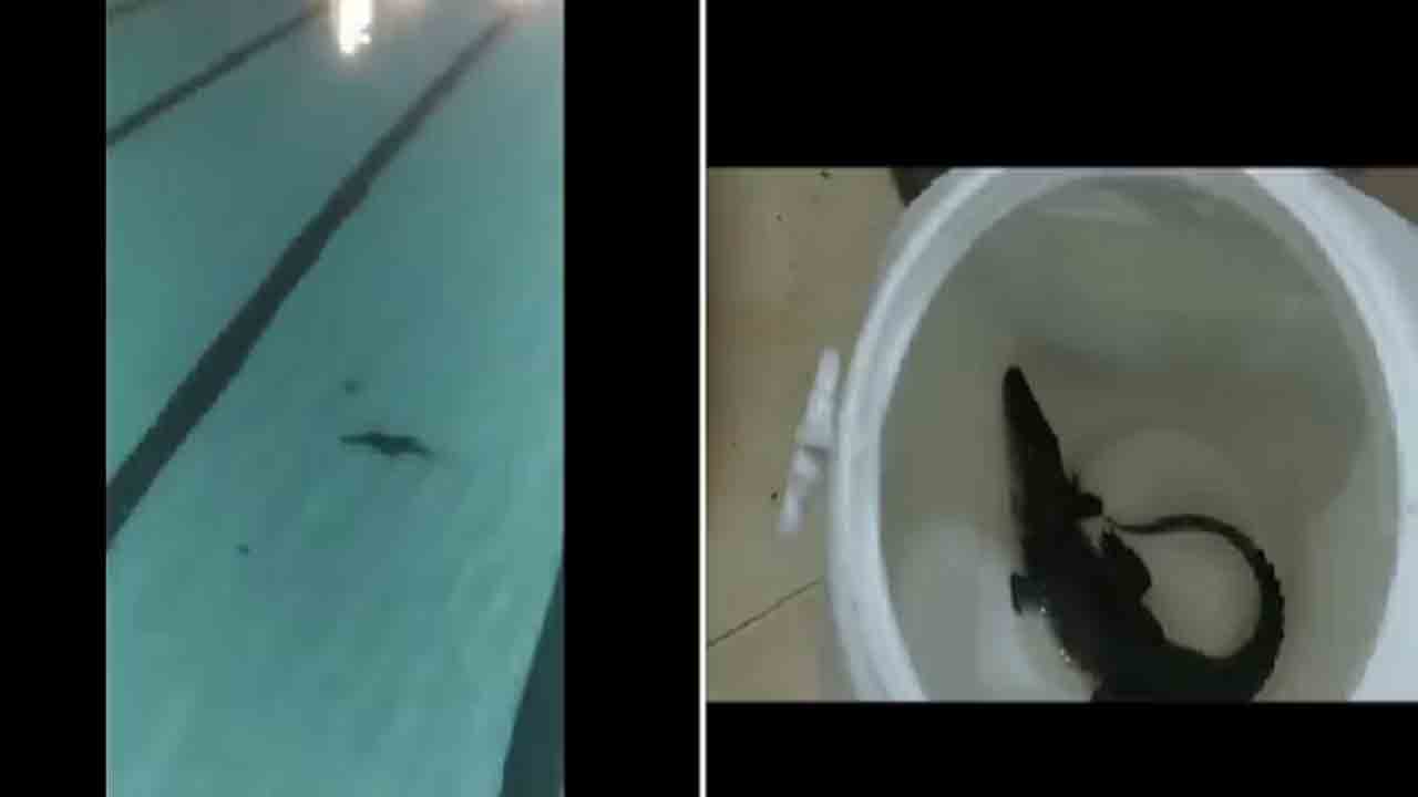 Crocodile Inside Swimming Pool | పార్క్‌ స్విమ్మింగ్‌ పూల్‌లో మొసలి..  ఒక సిబ్బందిని కరిచింది