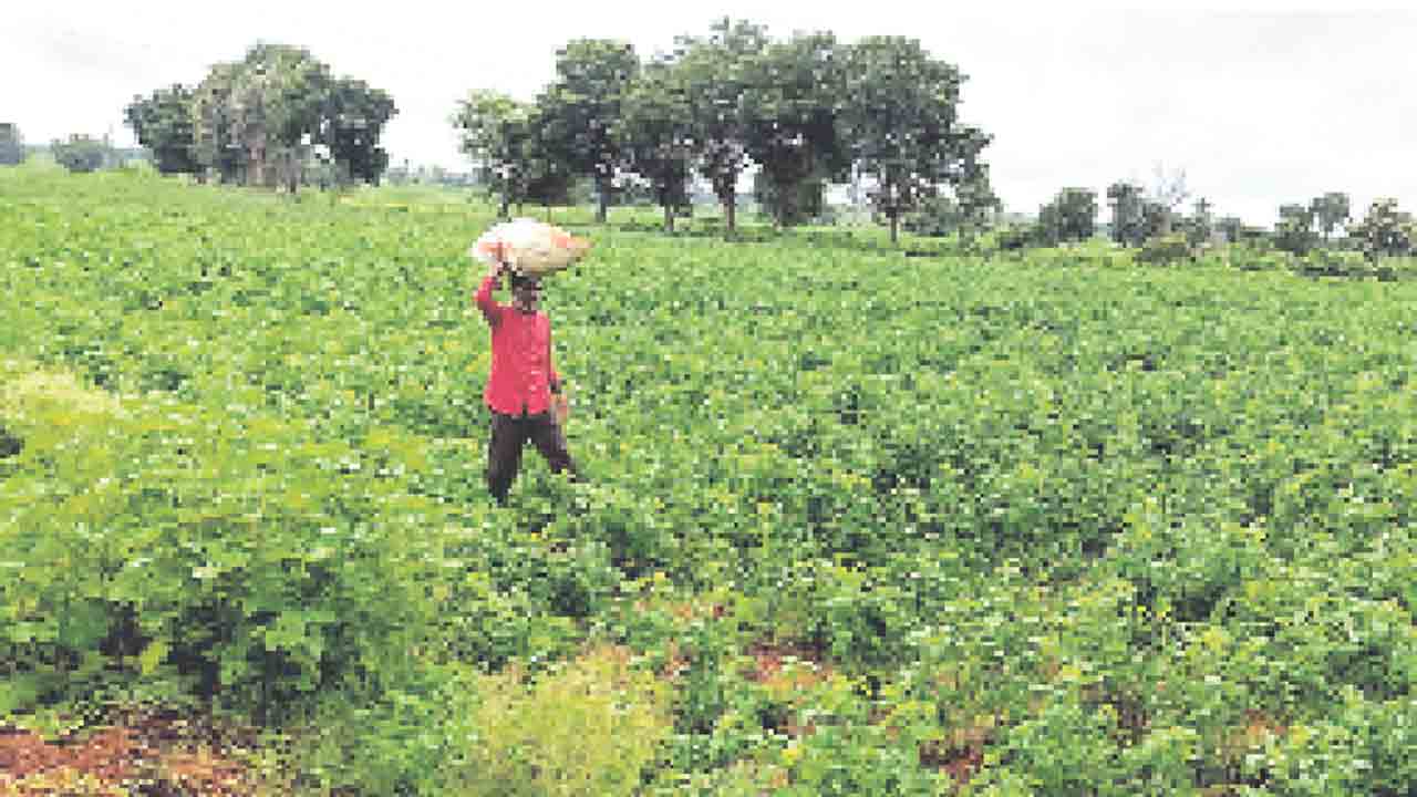 కూరగాయల సాగులో లాభాలే లాభాలు