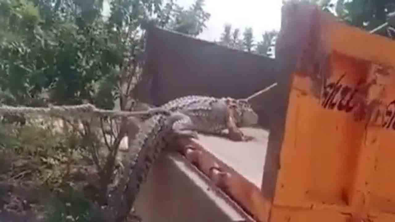 Watch: విద్యుత్‌ సంక్షోభంపై కర్ణాటక రైతులు ఆగ్రహం.. సబ్‌స్టేషన్‌కు మొసలిని తీసుకెళ్లి నిరసన