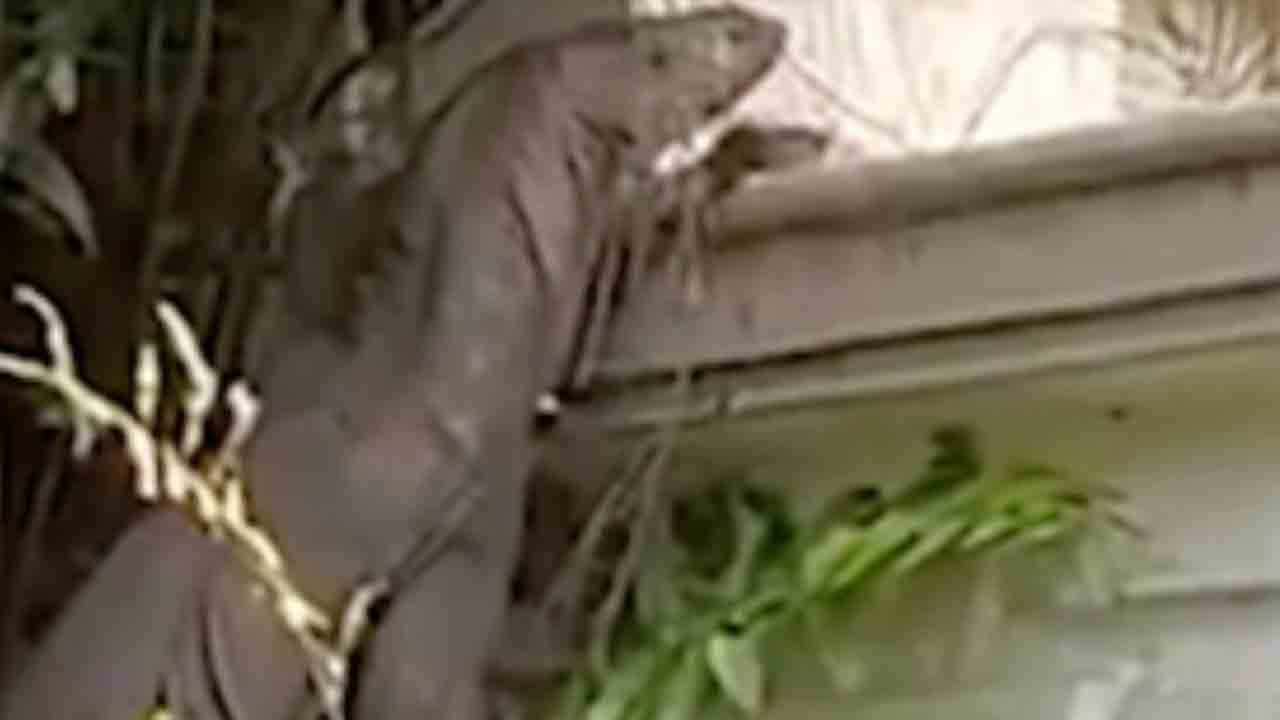 Komodo Dragon | కర్ణాటకలో కనిపించిన భారీ ఉడుము.. దాని పొడవు ఎన్నడుగులో తెలుసా..?