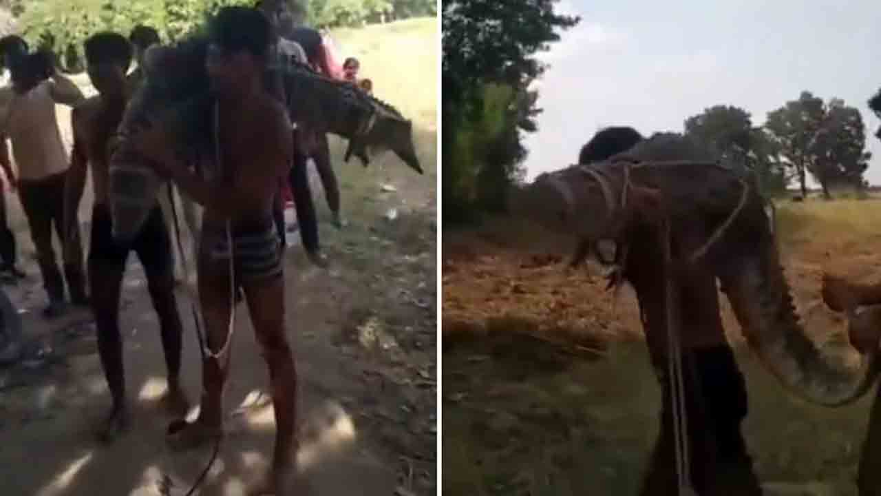 Watch: డేరింగ్‌ స్టంట్‌ చేసిన వ్యక్తి.. ఒంటరిగా మొసలిని పట్టుకుని భుజంపై మోశాడు