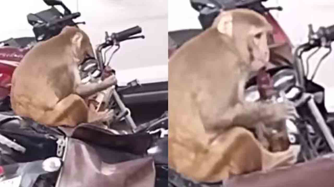 Monkey  | పోలీస్‌ బైక్‌ నుంచి లిక్కర్‌ బాటిల్‌ చోరీ చేసిన కోతి.. వీడియో వైరల్‌
