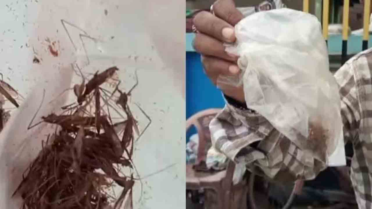 Mosquitoes | డెంగ్యూ భయం.. దోమలను ఆసుపత్రికి తీసుకెళ్లిన వ్యక్తి