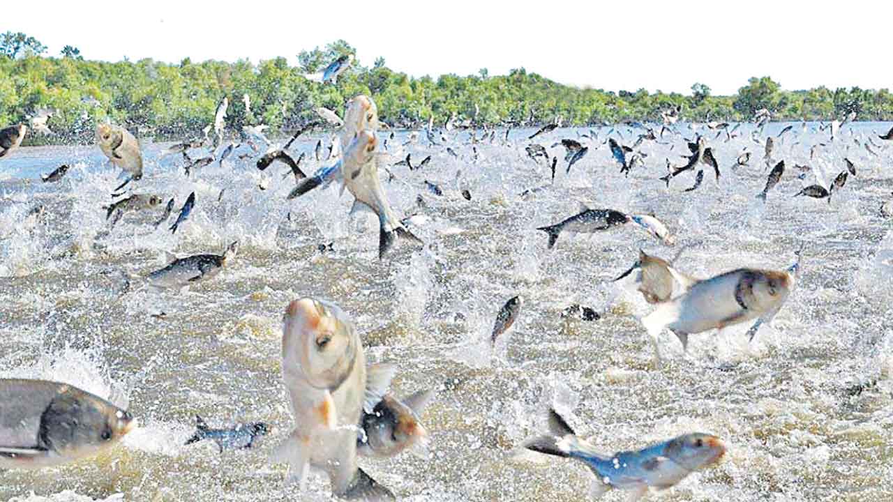 జలశయాల్లో మత్స్యసిరి