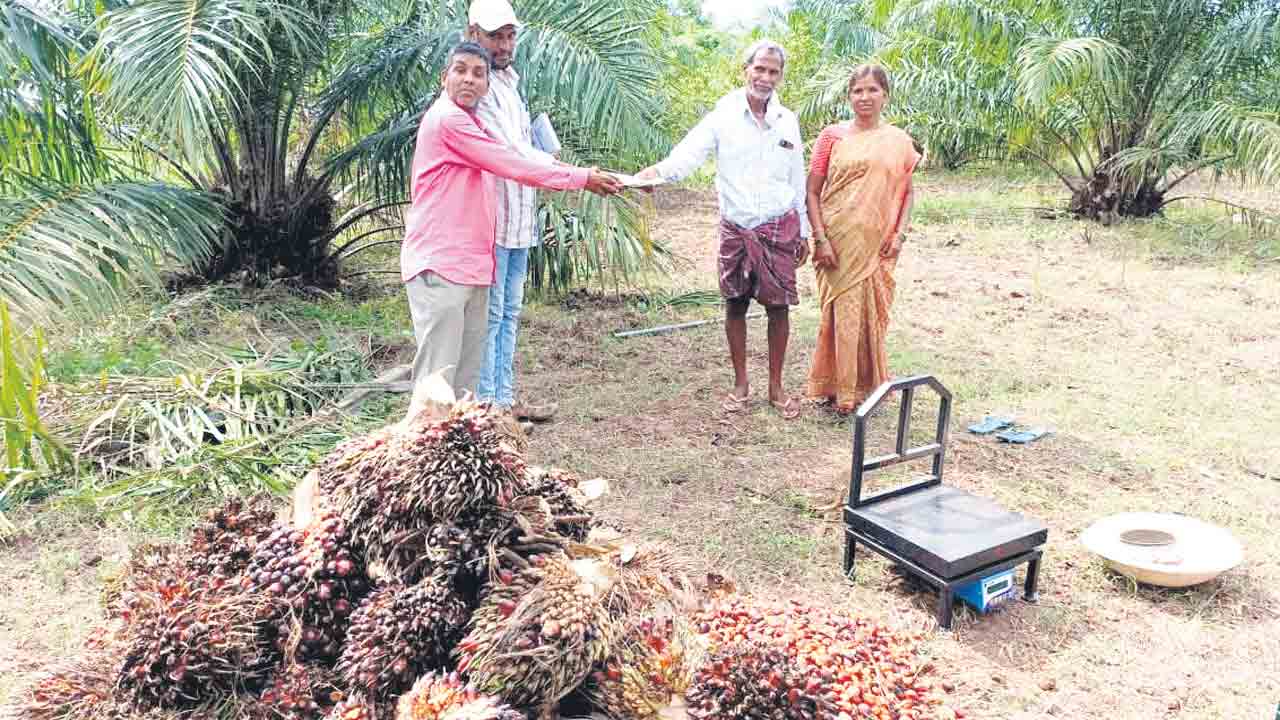 ఆయిల్‌పామ్‌.. ఉపాధికి ఊతం..