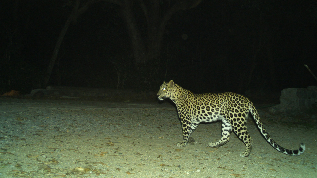TTD | నడకమార్గంలో అప్రమత్తంగా ఉండాలి.. తిరుమల శ్రీవారి భక్తులకు టీటీడీ విజ్ఞప్తి