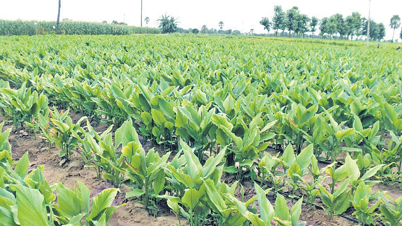 ఎన్నికల జిమ్మిక్కే..