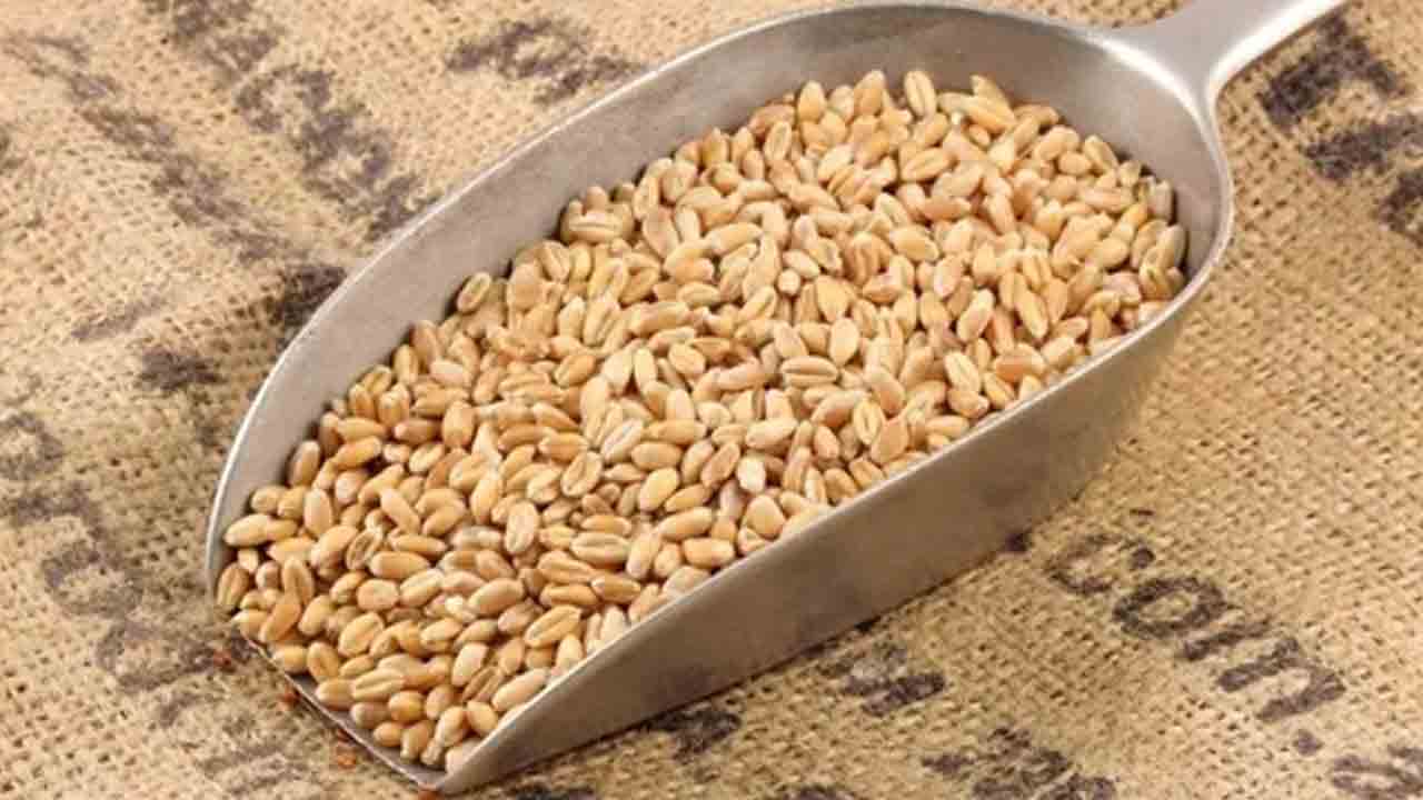 Wheat prices | దేశంలో 8 నెలల గరిష్ఠానికి గోధుమల ధరలు.. కారణం ఏమిటంటే..!