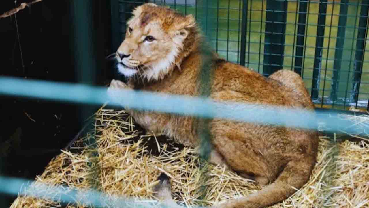 Zookeeper killed by lion | బోను డోర్ లాక్ చేయడం మరిచిన జూ సిబ్బంది.. దాడి చేసి చంపిన సింహం