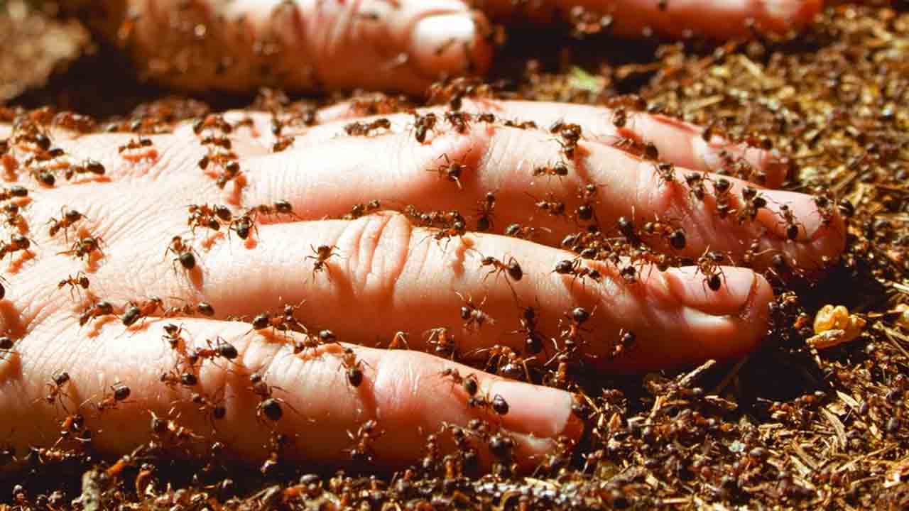 చీమలు కుట్టినా ఆరోగ్య సమస్యలే!