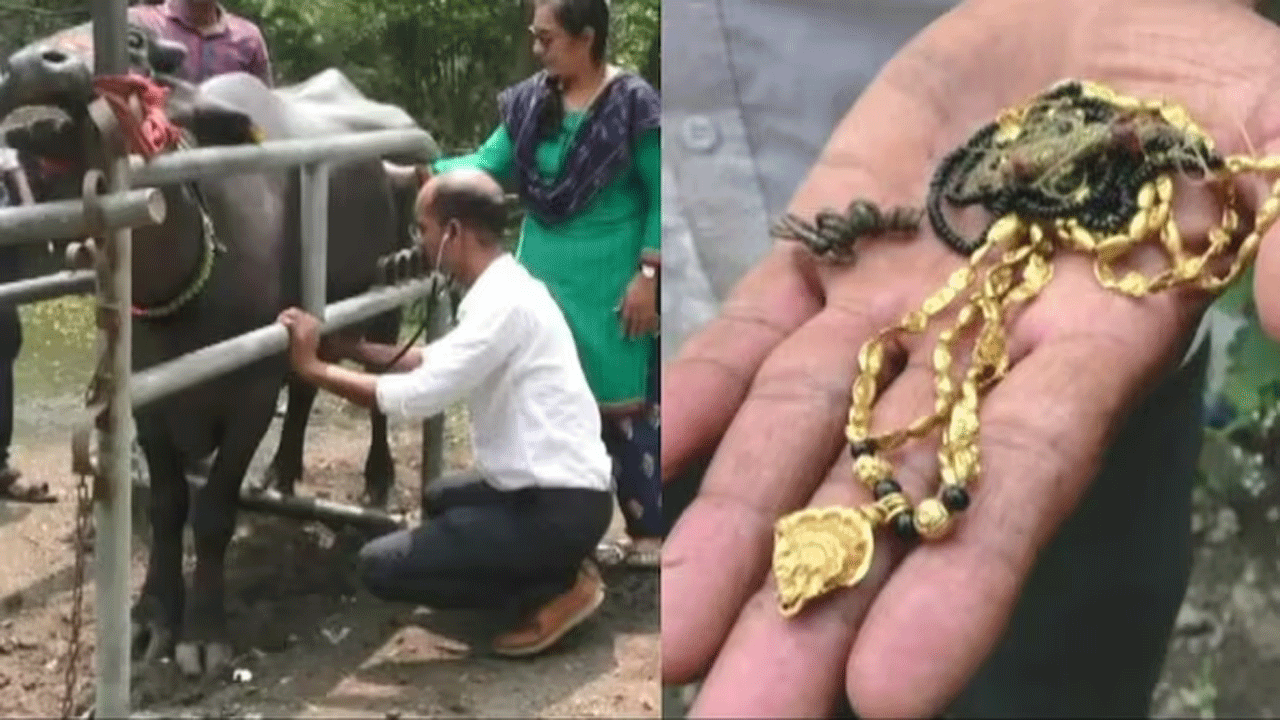 రూ. ల‌క్ష‌న్న‌ర విలువైన మంగ‌ళ‌సూత్రాన్ని మింగేసిన‌ బ‌ర్రె..ఆపై ఏమైందంటే..!