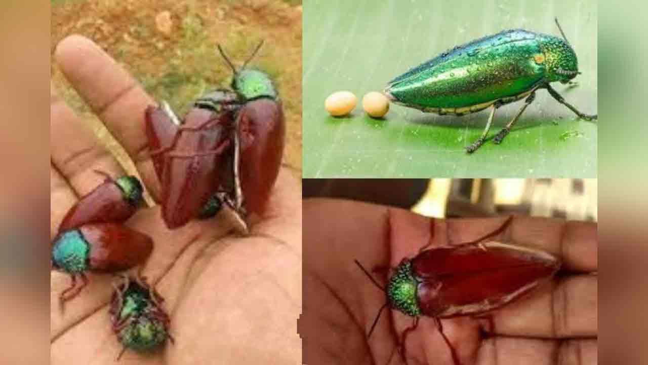 Binganna Bangarupurugu1