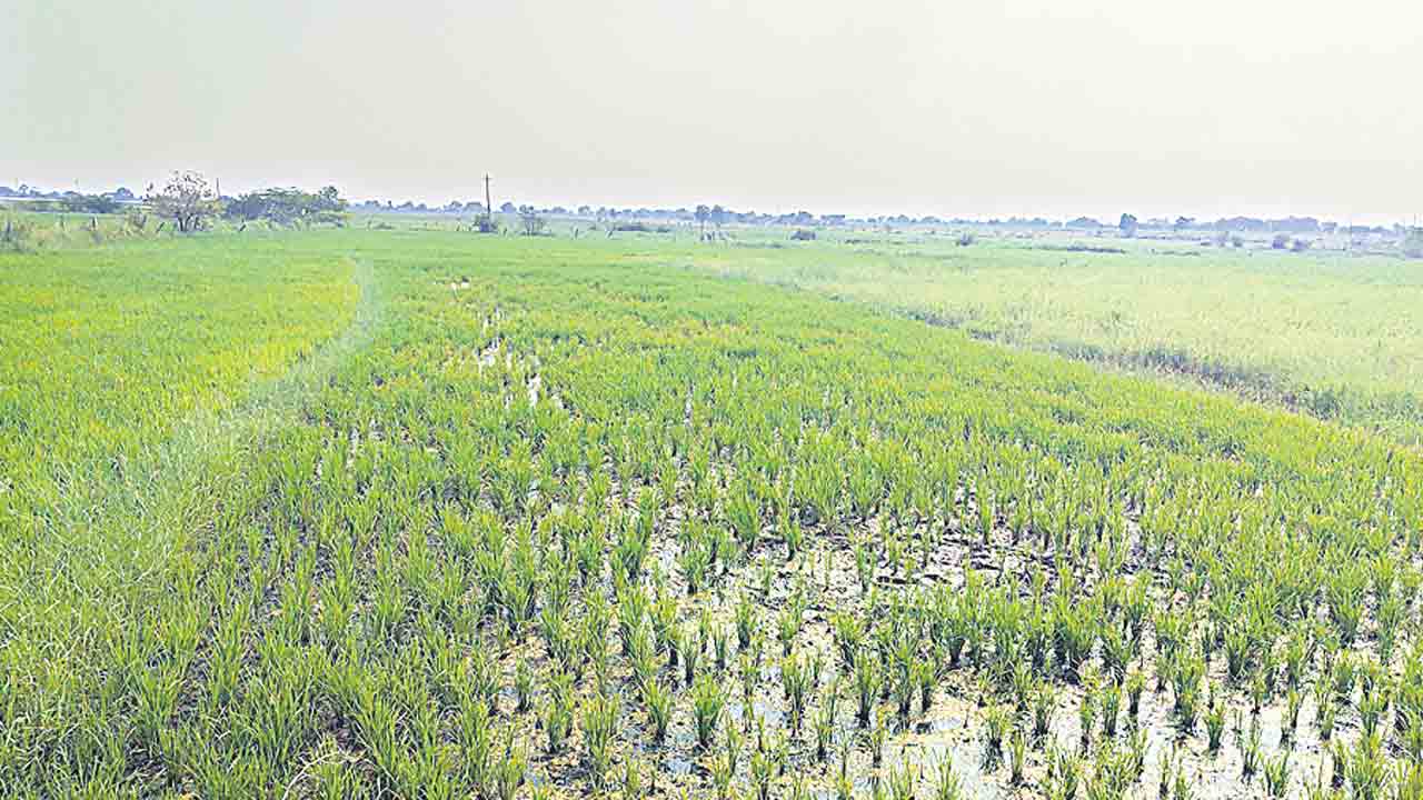 వరిలో ఆకు ఎండుతెగులు