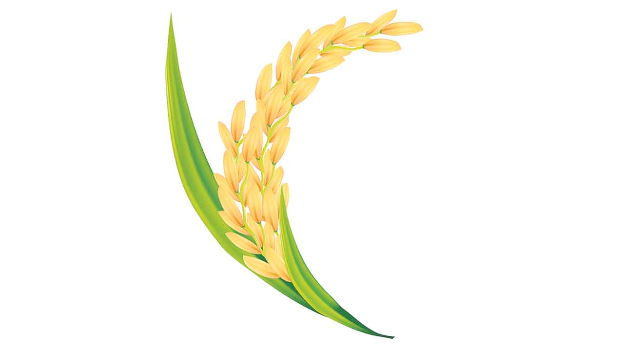 ధాన్యం కొనుగోళ్లు.. ఎల్లుండే ప్రారంభం