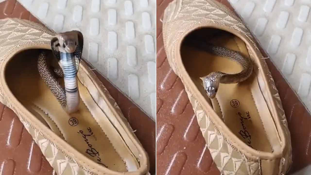 Viral Video | షూలోకి దూరిన నాగుపాము.. బుస‌లు కొడుతూ ప‌డ‌గ విప్పి హ‌ల్‌చ‌ల్‌