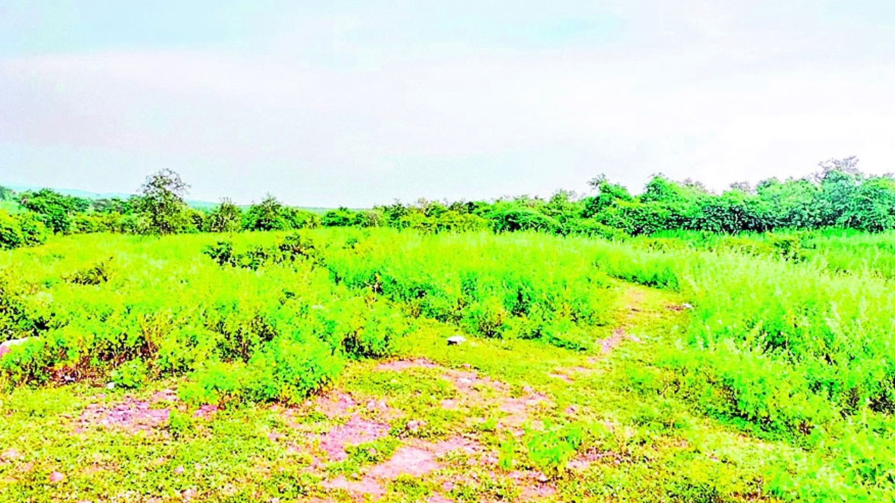 Tribal University | గిరిజన వర్సిటీ కల సాకారం.. ఎట్టకేలకు పదేళ్ల తర్వాత ప్రకటించిన ప్రధాని మోదీ