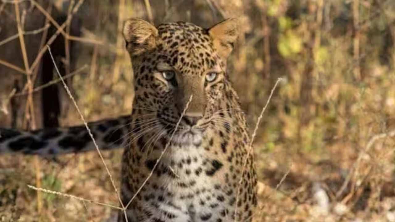 Leopard | పుణెలో దారుణం.. చిరుత దాడిలో నాలుగేండ్ల బాలుడు మృతి