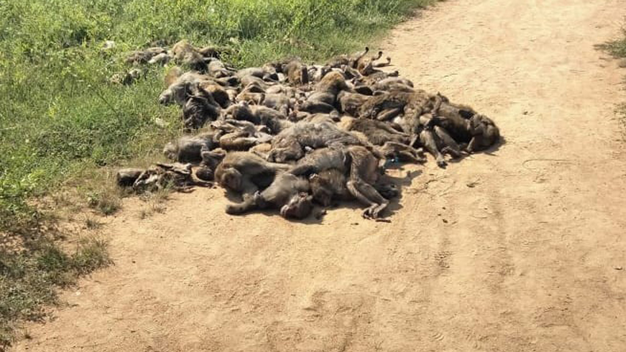 Siddipet | సిద్దిపేట జిల్లాలో కలకలం.. కుప్పలుగా కోతుల కళేబరాలు లభ్యం?