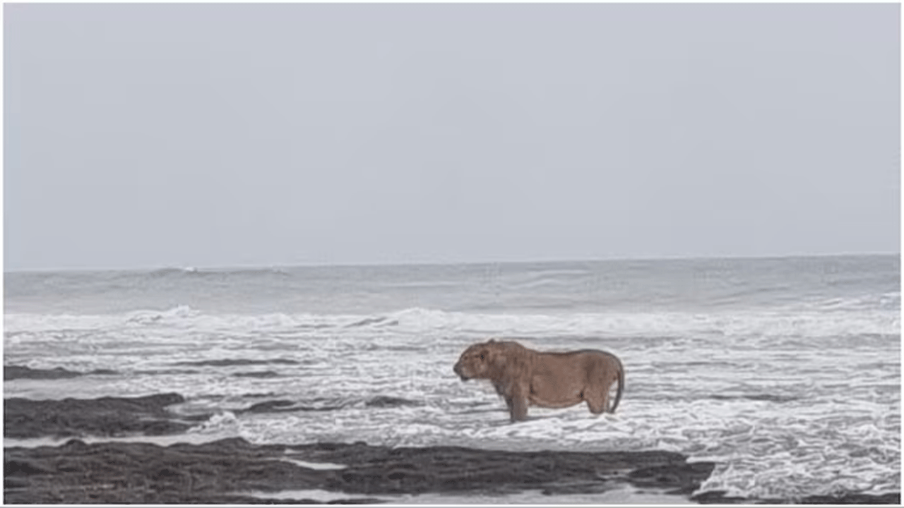 Viral Pic | నార్నియా మూవీ సీన్ నిజ‌మైన వేళ‌..గుజ‌రాత్ తీరంలో మృగ‌రాజు విహారం