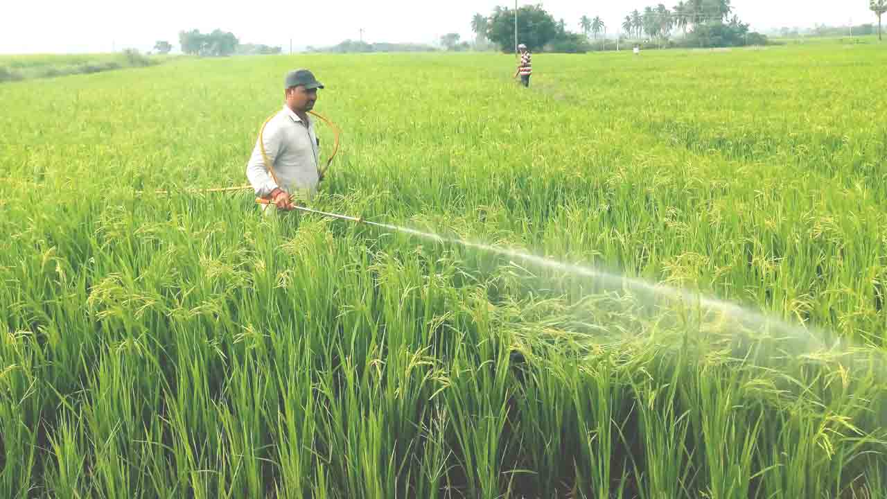 సరైన మందులతోనే సస్యరక్షణ