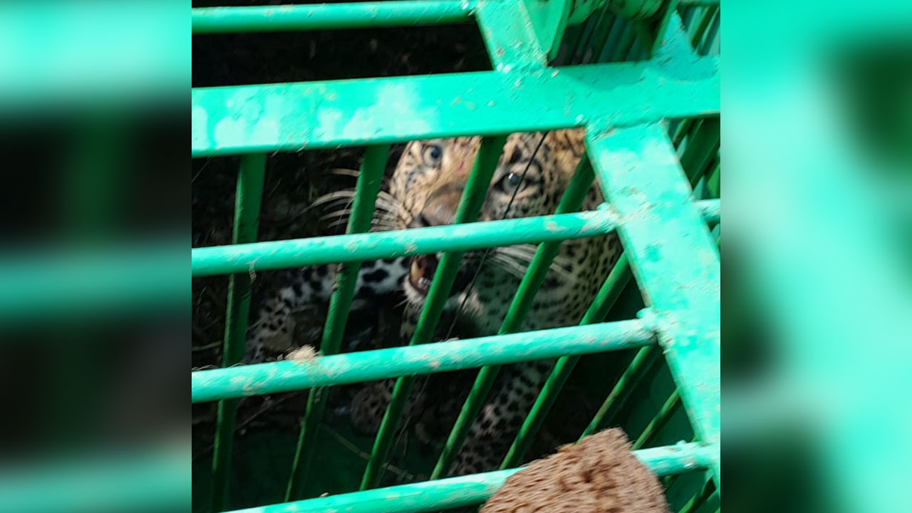 Cheetah | నారాయణపేట జిల్లాలో ఎట్టకేలకు చిక్కిన చిరుత.. ఆపరేషన్ సక్సెస్