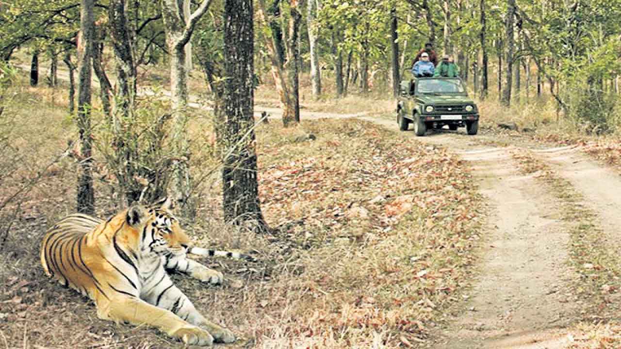 ATR Safari | అమ్రాబాద్ టైగర్ రిజర్వ్లో సఫారీ ప్రారంభం.. పులితో జాగ్రత్తగా ఉండాలంటూ పర్యాటకులకు అధికారుల సూచన