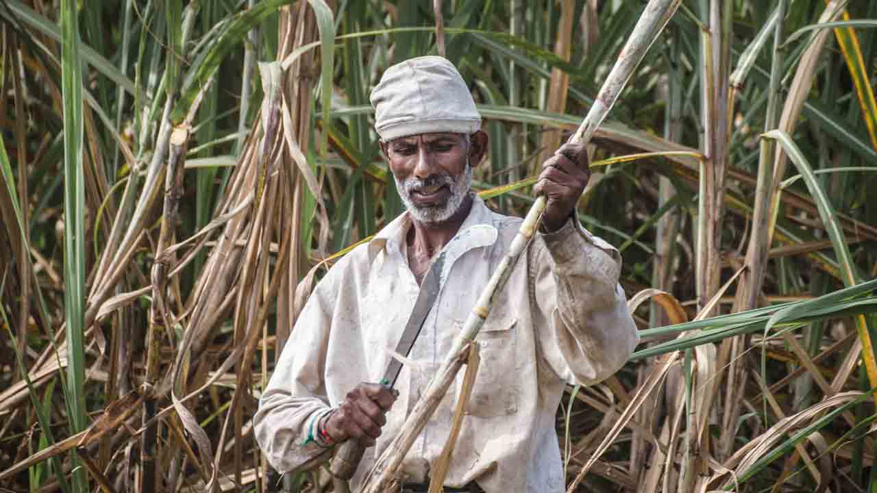 Sugarcane | చెరకు వ్యర్థాలను కాల్చడంతో కూలీలకు కిడ్నీ వ్యాధులు