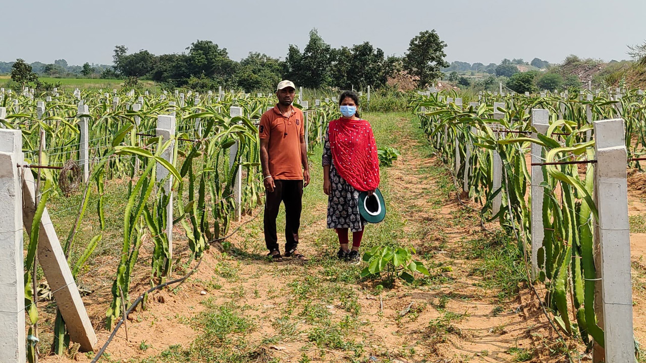 Telangana | దుబాయిలో ఉద్యోగం వదిలొచ్చి వ్యవసాయం చేస్తున్న సిరిసిల్ల బిడ్డ.. సీఎం కేసీఆర్‌ కృషికి ఫలితమిదీ!