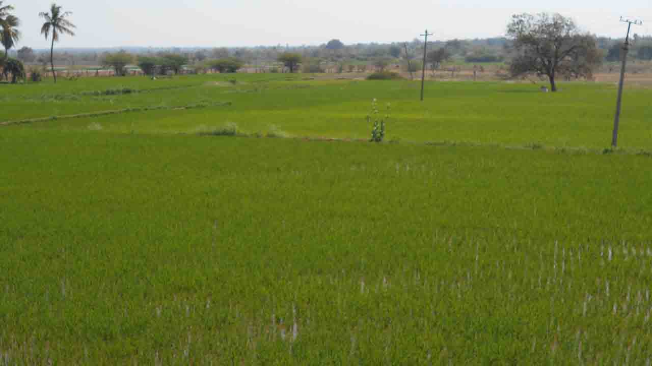 కల్వకుర్తి… ప్రగతి సిరి