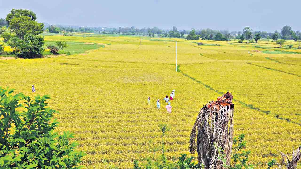 నాడు రైతు ఆత్మహత్యలు.. నేడు సిరుల పంటలు