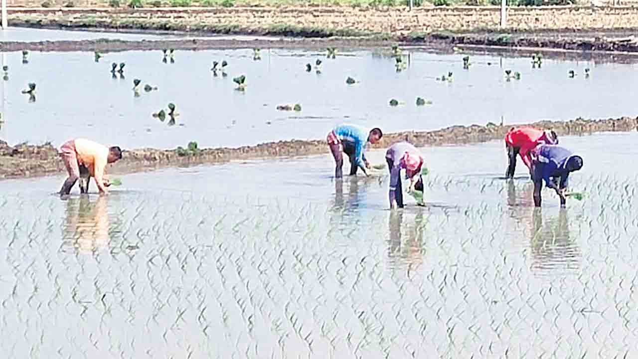 ముందస్తు నాట్లు..