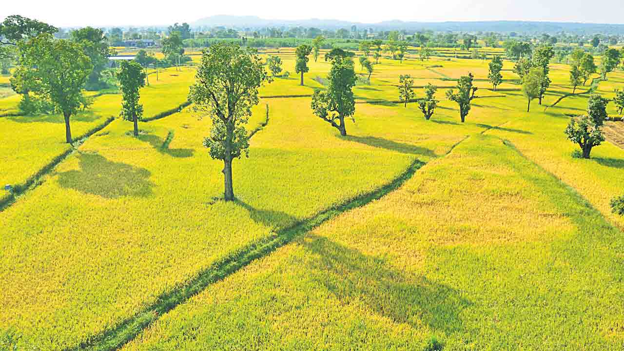 Medak | రిజర్వాయర్ల నిర్మాణంతో సస్యశ్యామలంగా మెతుకుసీమ.. గుంట జాగ లేకుండా పంటల సాగు