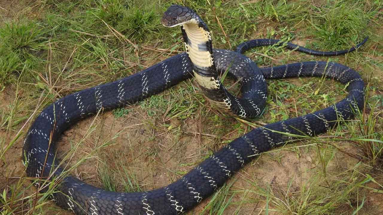 గదిలోకి పాము వదిలి భార్య, బిడ్డ హత్య