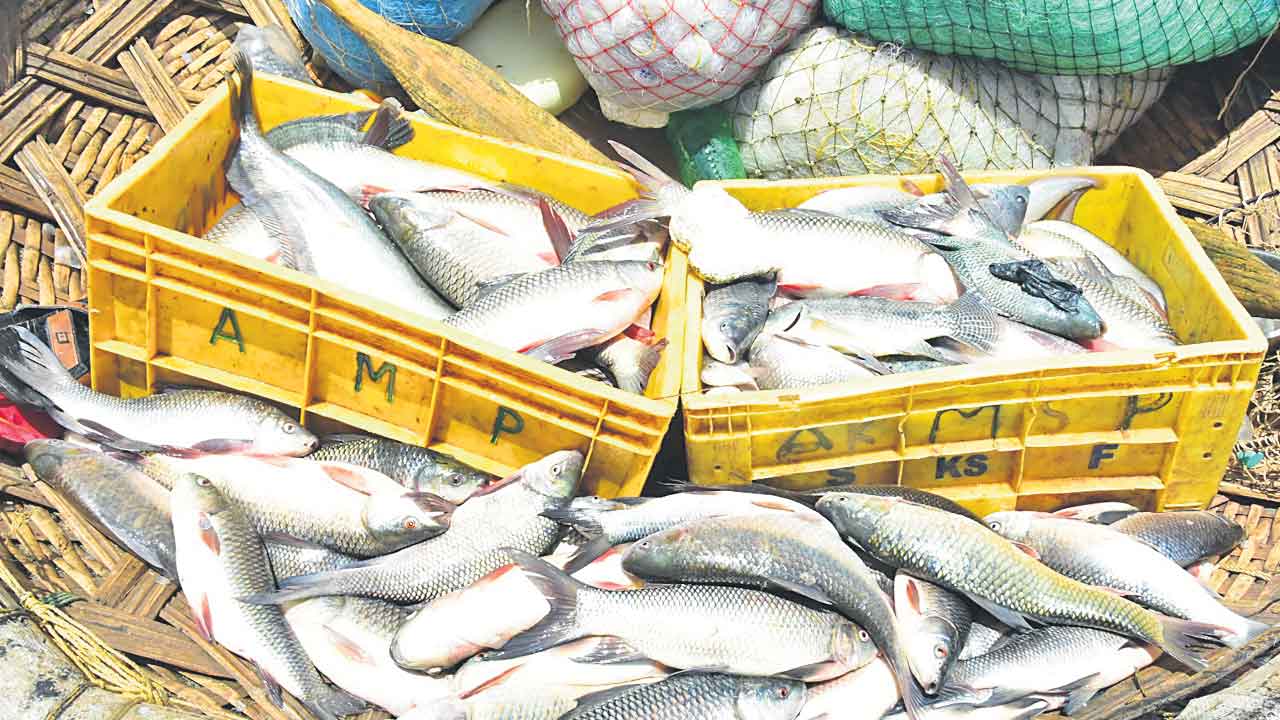 మత్స్య సిరులు