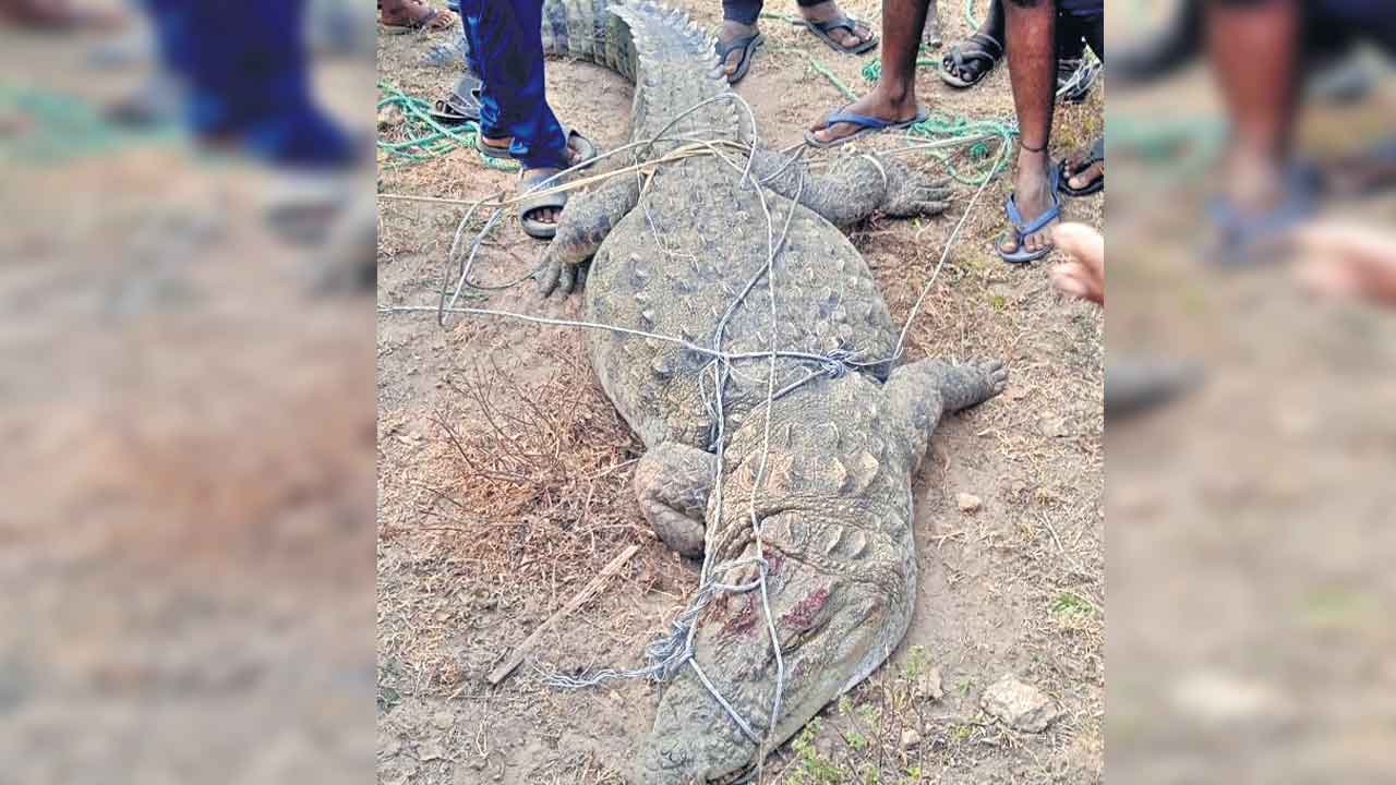 రోడ్డుపై భారీ మొసలి ప్రత్యక్షం