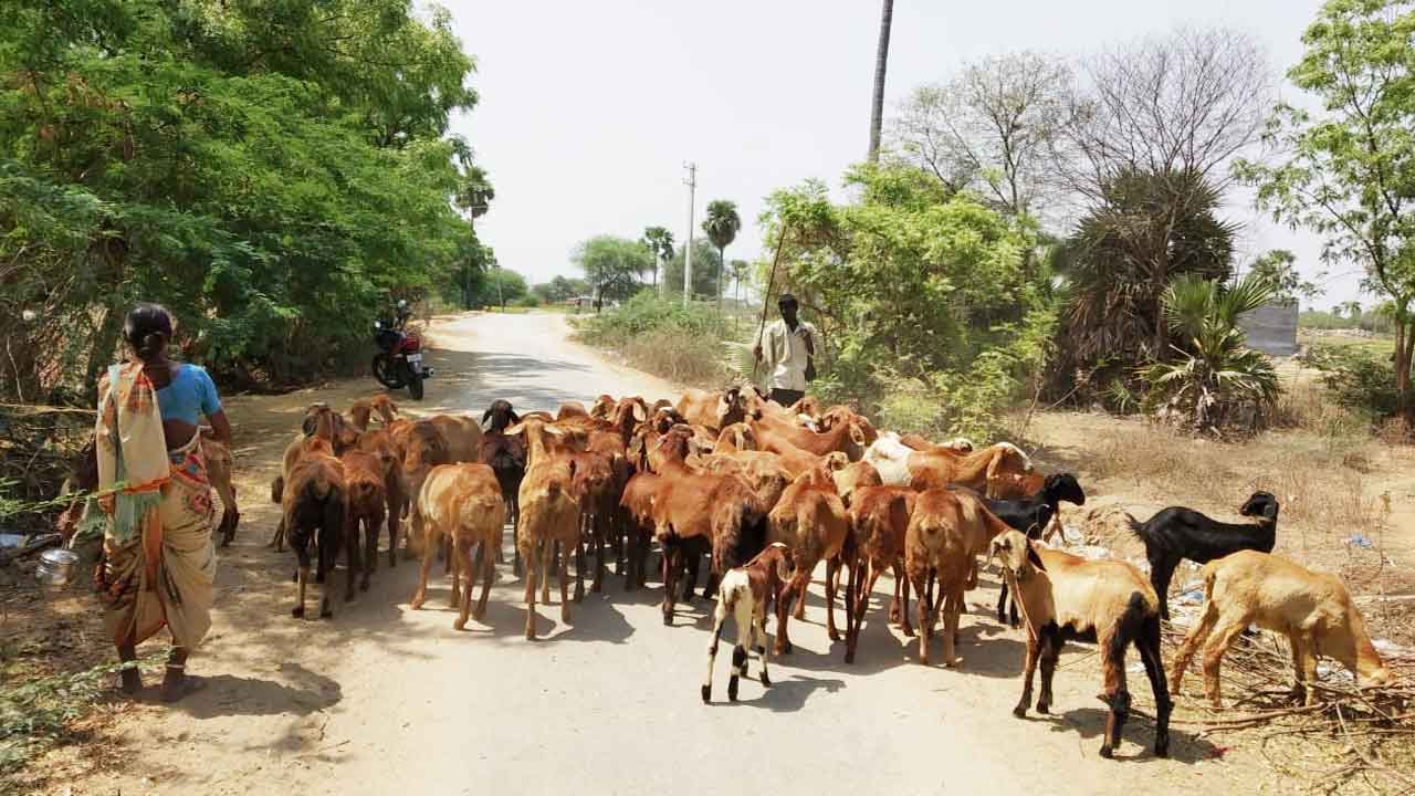 మంద మెరిసె..యలమంద మురిసె